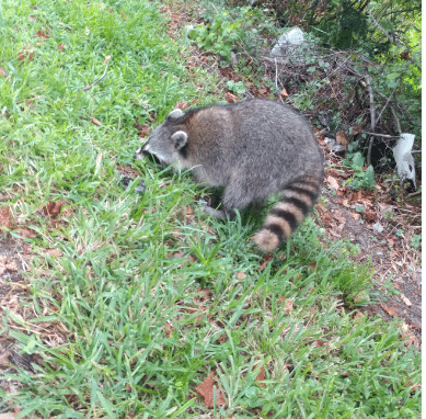 Tampa Raccoon Removal