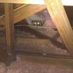 raccoon removal in Tampa attic