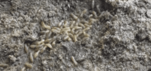 subterranean termite