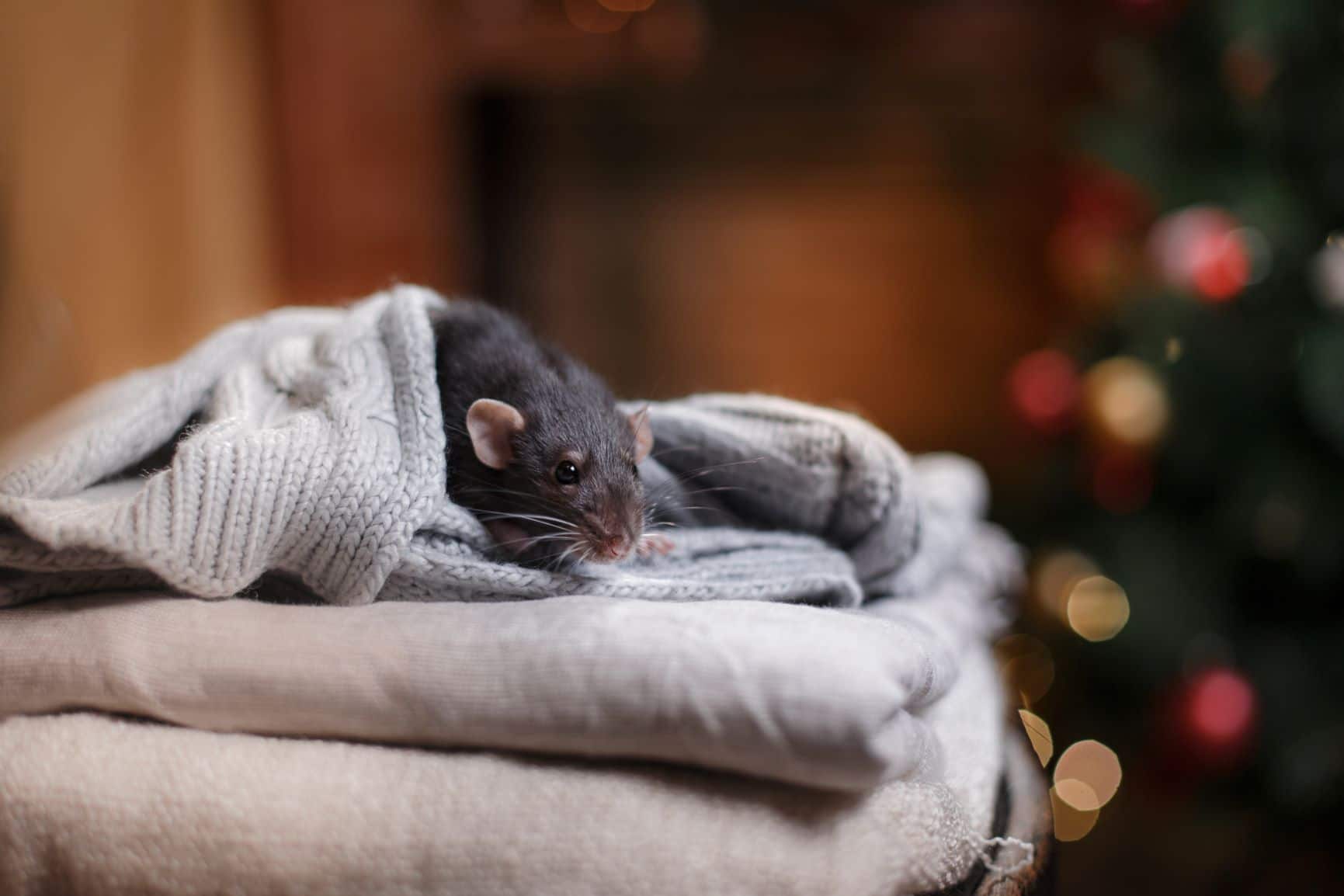 winter pests mouse in blanket