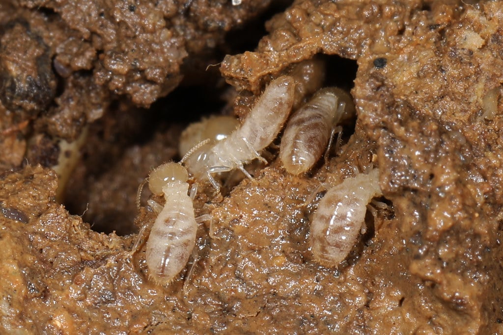 Prevent Subterranean Termites