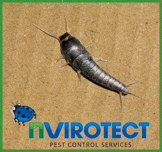 How to Get Rid of Silverfish - Nvirotect Pest Control
