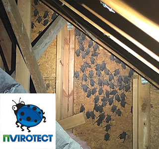 Get rid of bats in your attic