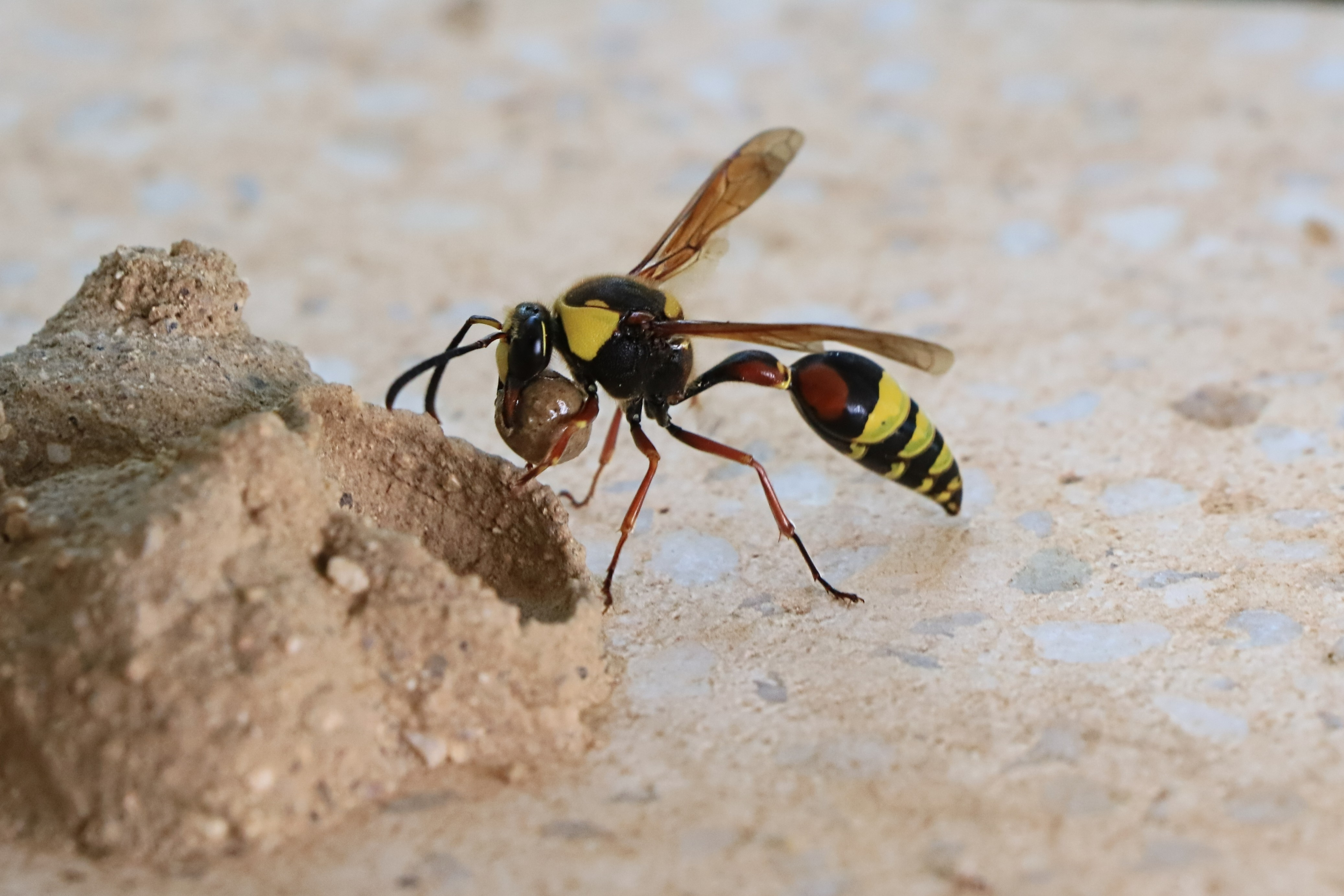 Wasp making a mud nest outside of home