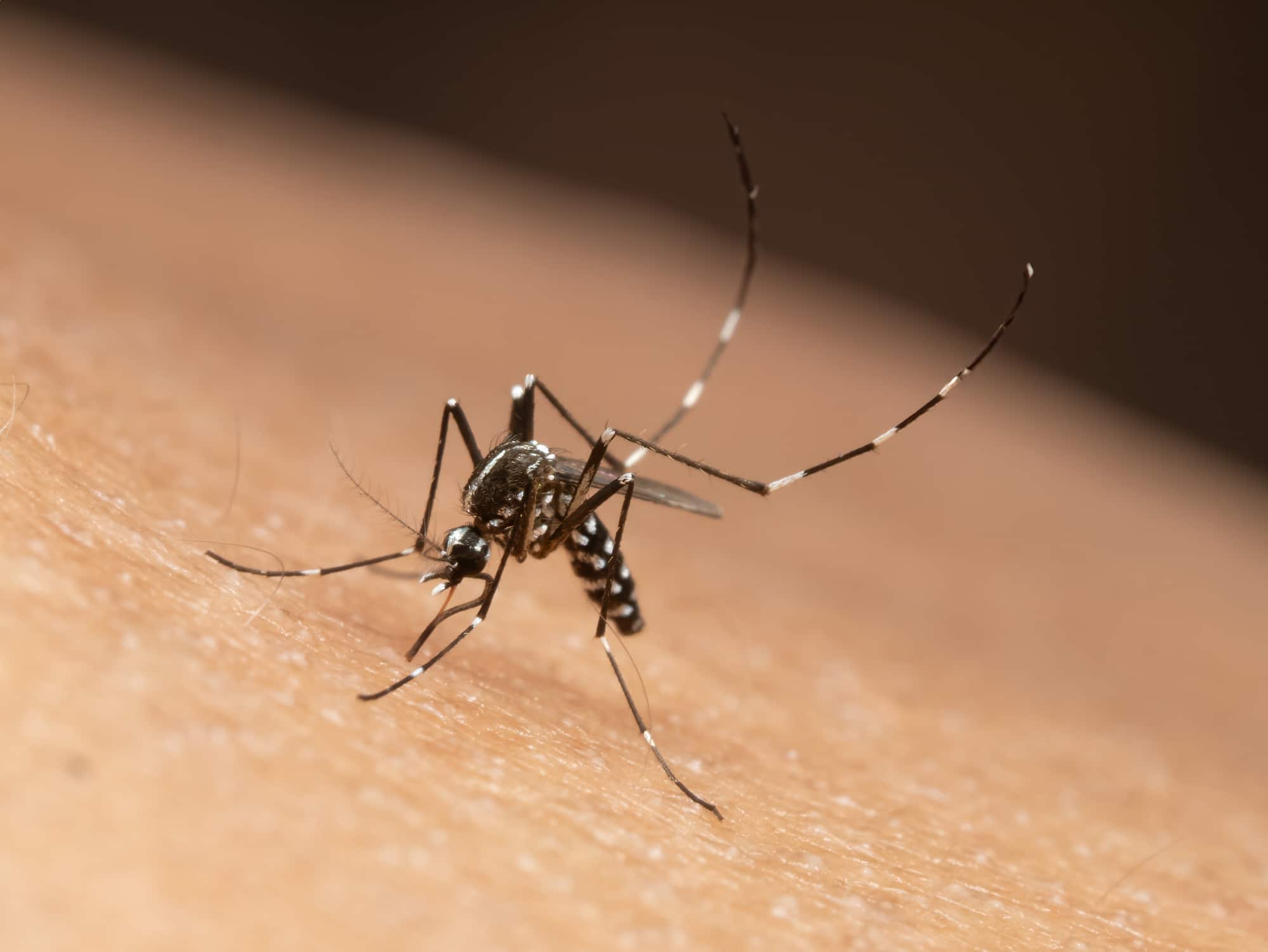 Mosquito Control
