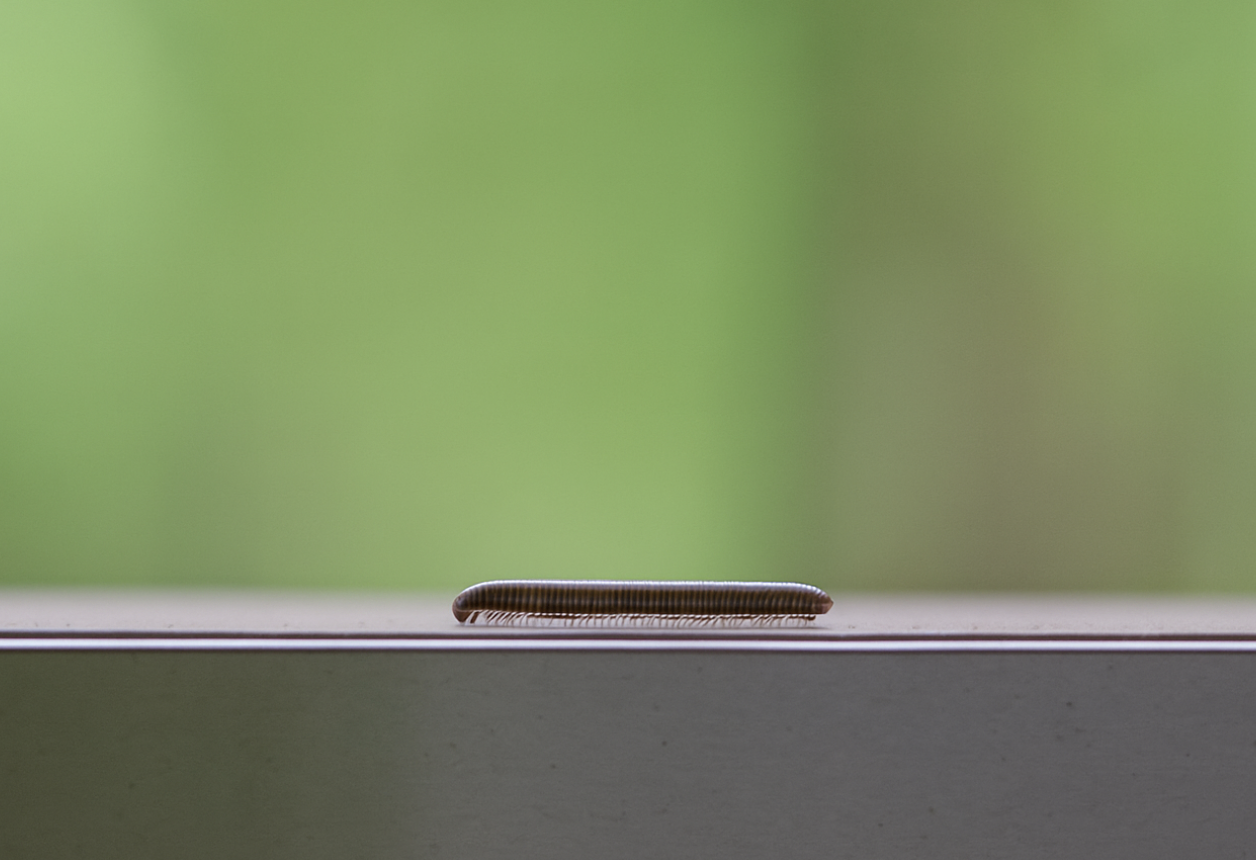 Millipede