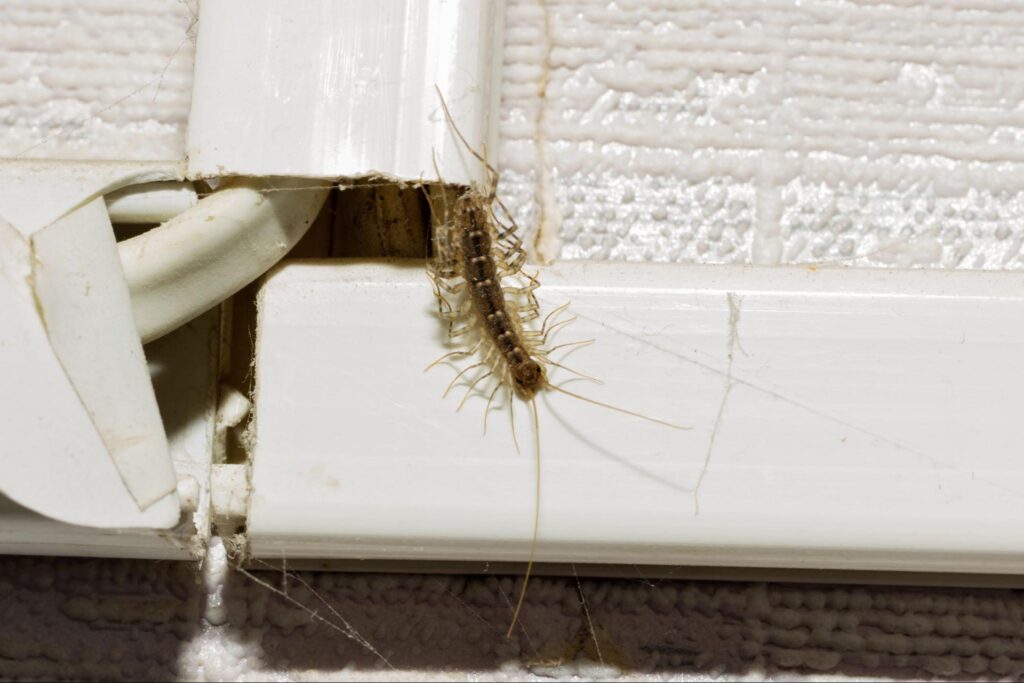 Centipede