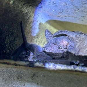 Bat in home