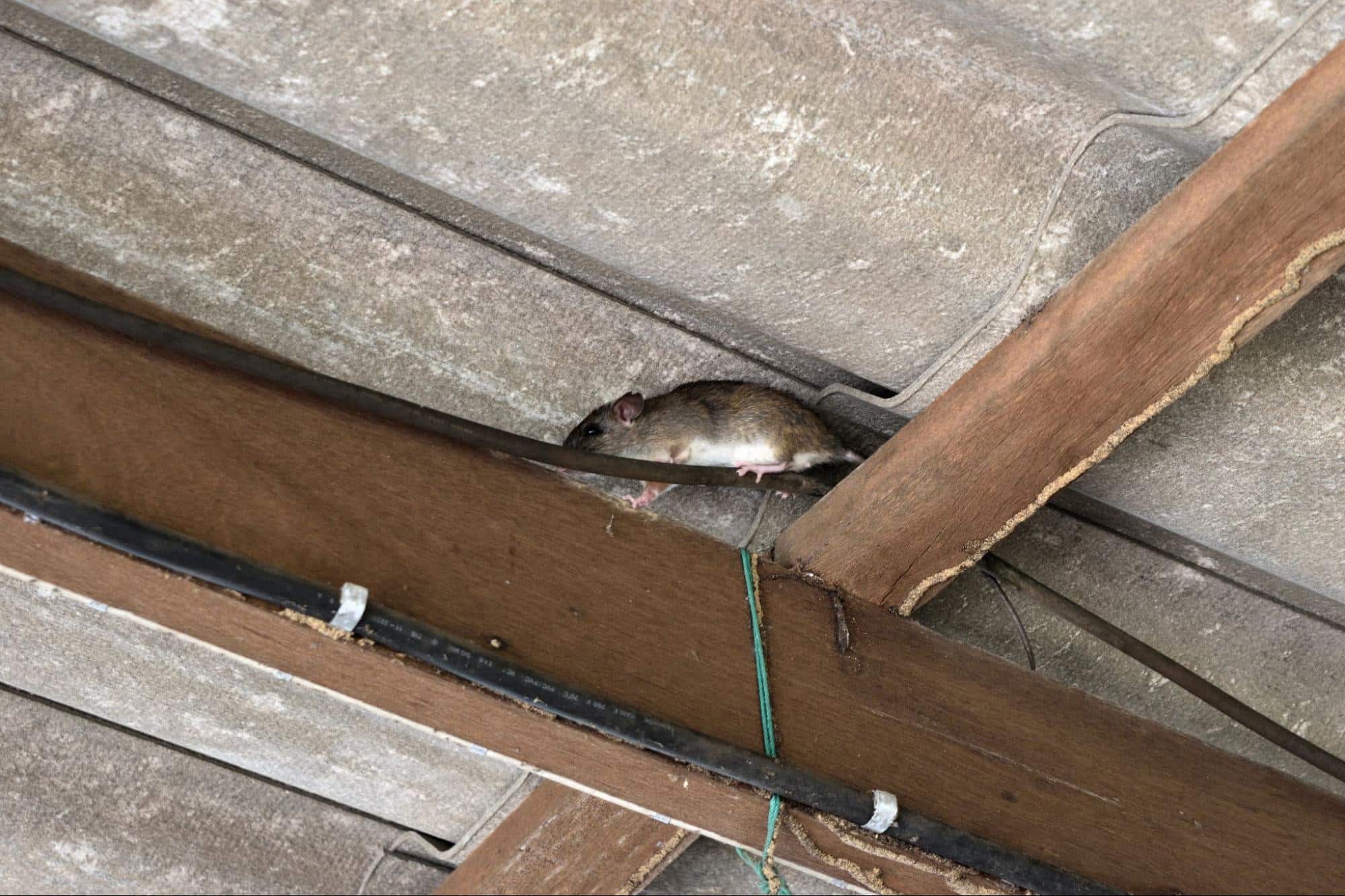 Rodent Control