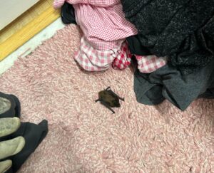 Bat Infestations