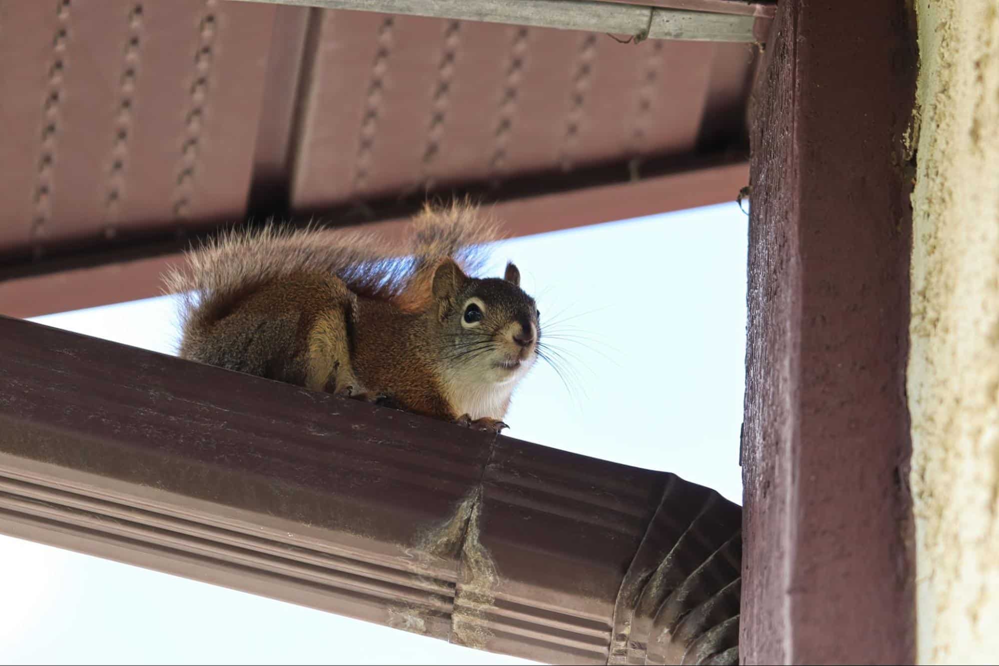 rodent removal in Tampa